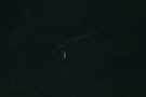 Missing Picture